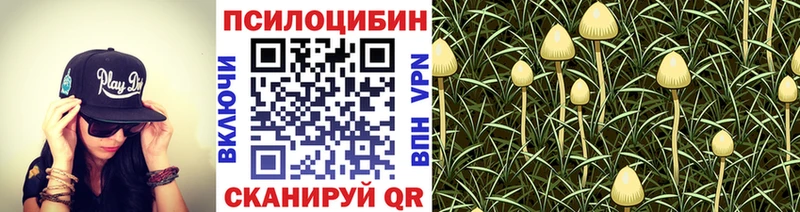 KRAKEN   Усинск  Псилоцибиновые грибы Cubensis 